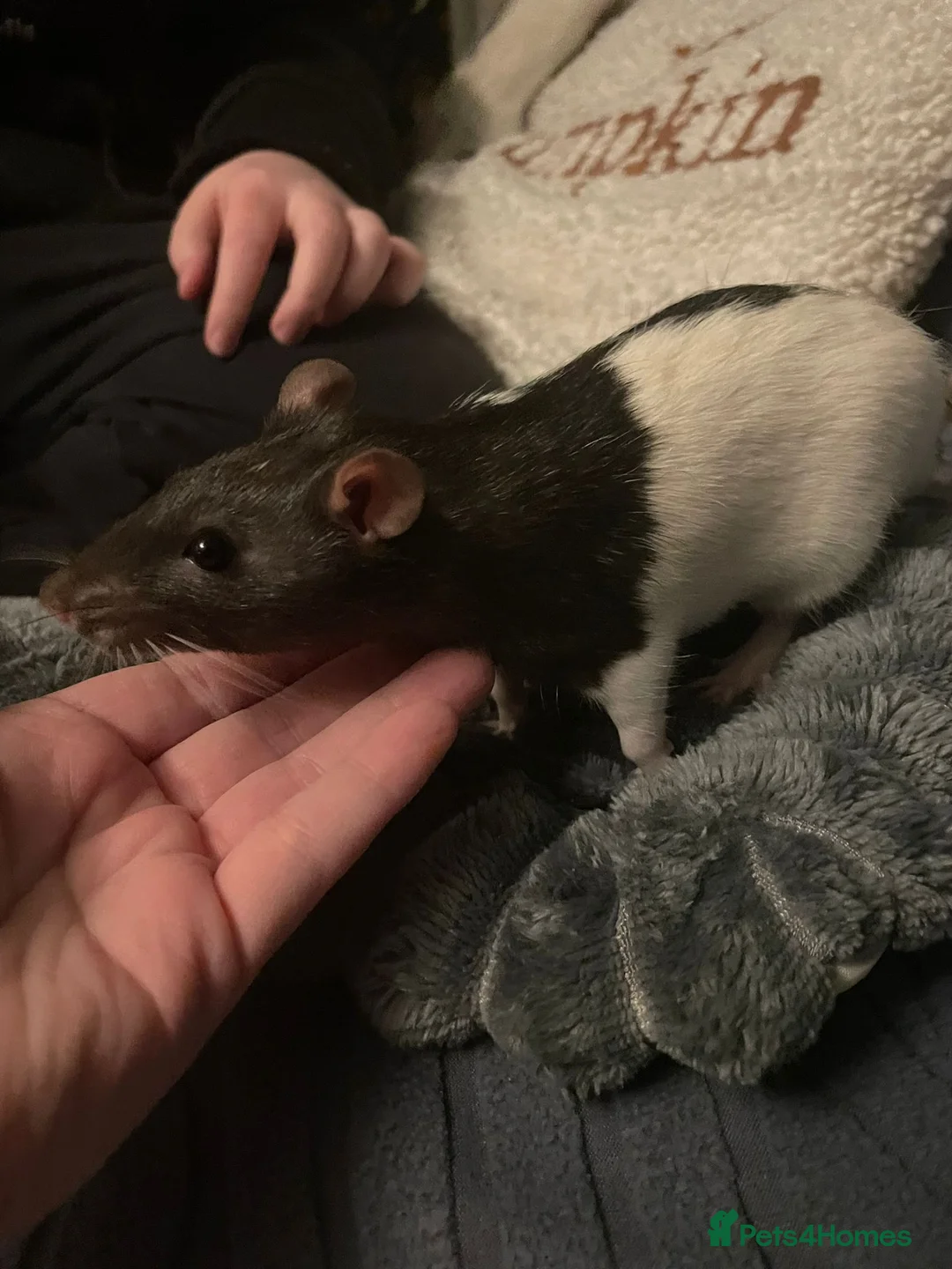 Rat rodents for sale: 2 beautiful male rats in Sale - Advert 2