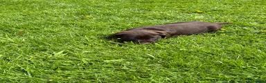 Pointer Puppy 5