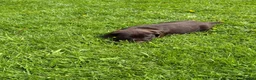 Mixed Breed dogs for sale: ⭐️ 5 Beautiful Pointer puppies for sale ⭐️ in Montgomery - Advert 3