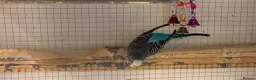 Budgerigars birds for sale: Young female budgies for sale  - Advert 3
