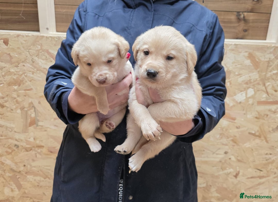 Labrador Retriever dogs for sale: Labrador Puppies black gold and chocolate  - Image 4