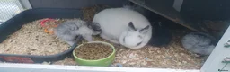 Netherland Dwarf rabbits for sale: 4 Beautiful Netherland Dwarf Buns in Pinner - Advert 27