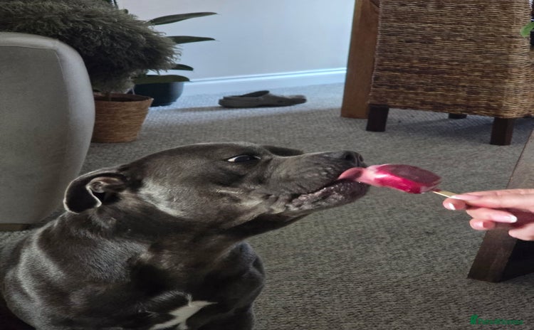 Staffordshire Bull Terrier dogs - Advert 5
