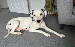 Dalmatian dogs for sale: Dalmatian bitch  - Image 2