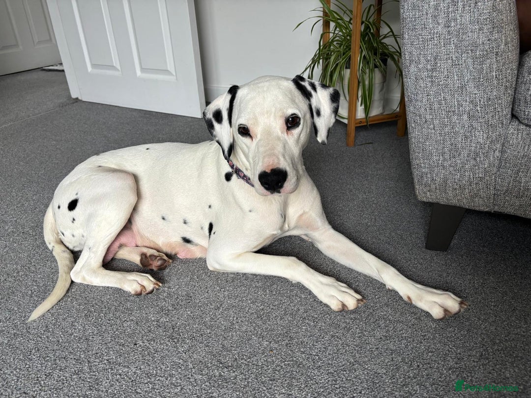 Dalmatian dogs for sale: Dalmatian bitch  - Image 2