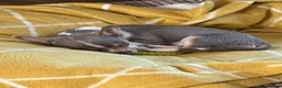 Chihuahua dogs for sale: Lilac girl  - Advert 6