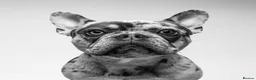 French Bulldog dogs for sale: MILO  in Doncaster - Advert 6