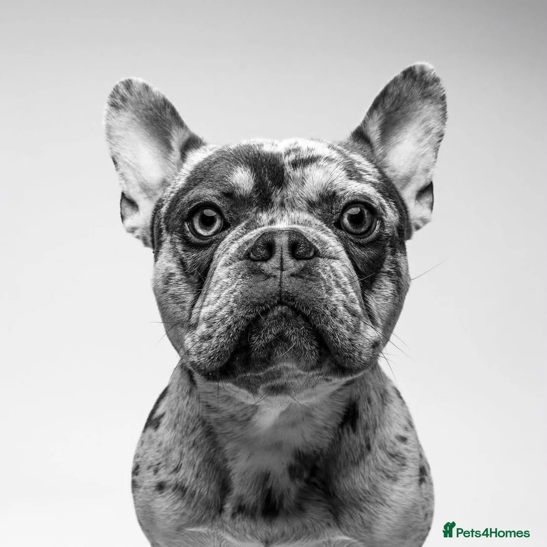 French Bulldog dogs for sale: MILO  in Doncaster - Advert 6