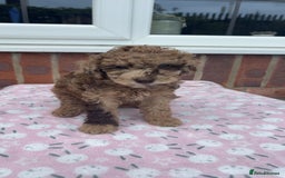 Miniature Poodle dogs for sale: Miniature poodles REDUCED READY TO LEAVE NOW  - Image 30