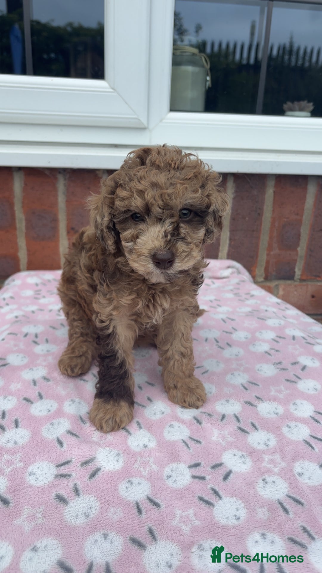 Miniature Poodle dogs for sale: Miniature poodles REDUCED READY TO LEAVE NOW  - Image 30