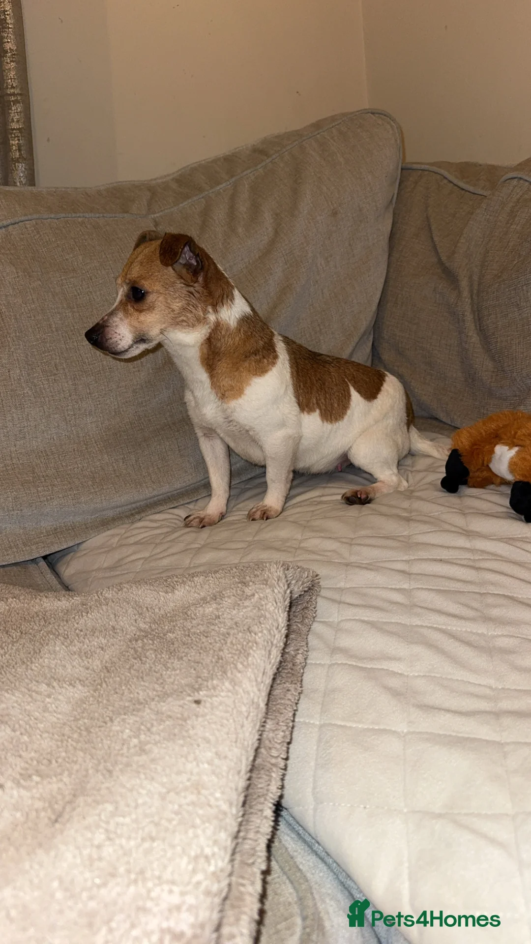 Jack Russell dogs for sale: Jack russel - Advert 2