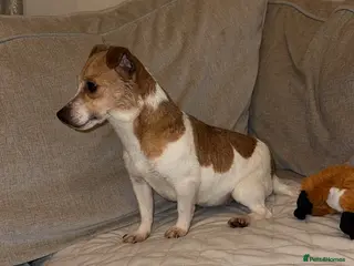 Jack Russell dogs Jack russel in Maidstone - Advert 4