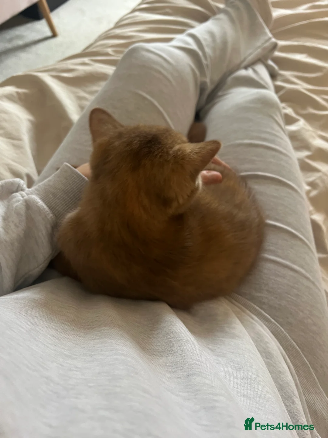 British Shorthair cats for sale: Cinnamon tortie British long hair female - Advert 17