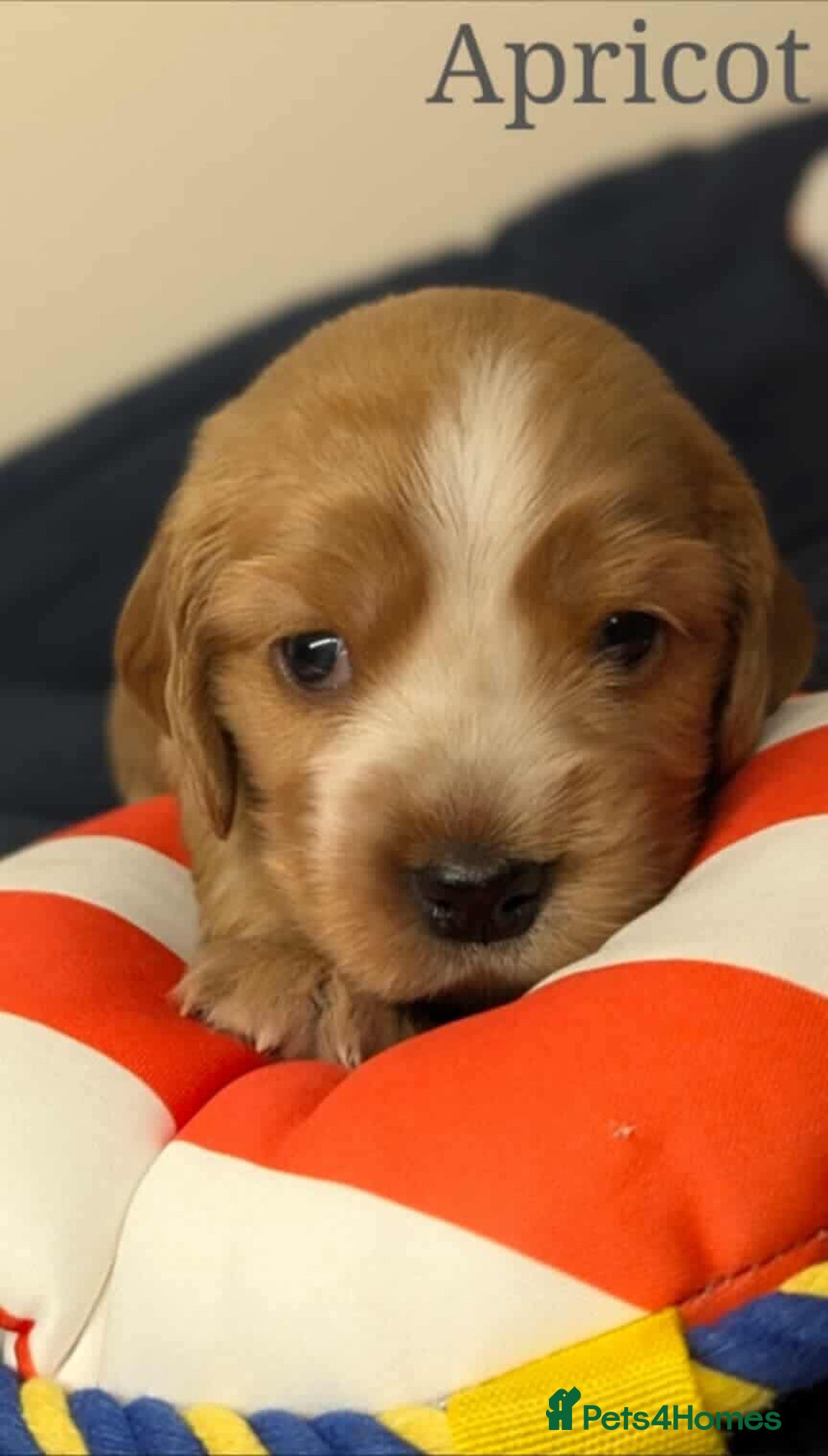 Cocker Spaniel dogs for sale: Show cockers - Image 21