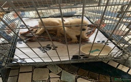 Golden Retriever dogs for sale: Golden Retrievers puppy for sale - Image 2