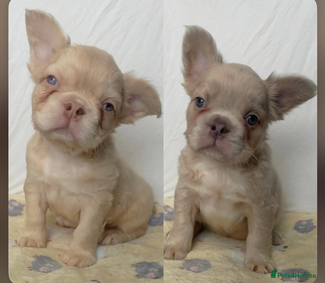 French Bulldog dogs Male Fluffy French Bulldog Puppies  - Advert 6