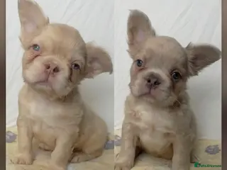 French Bulldog dogs Male Fluffy French Bulldog Puppies - Advert 14