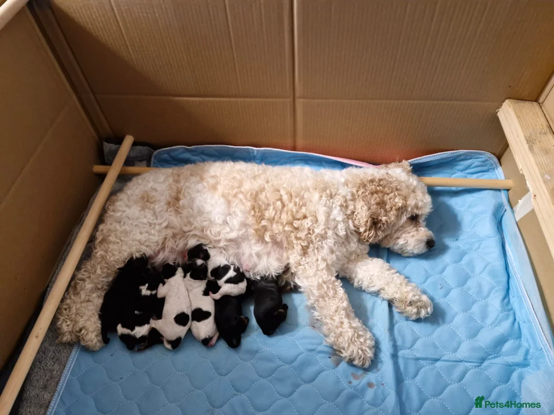 Mixed Breed dogs for sale: Cavapoochons in Melton Mowbray - Advert 2