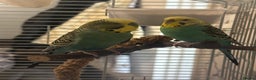 Budgerigars birds for sale: pair of budgies  - Advert 4