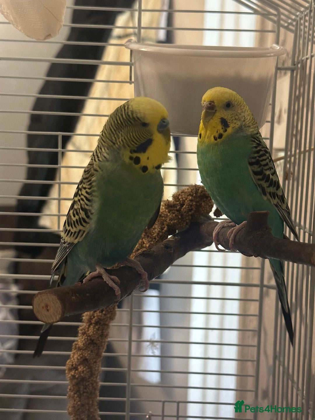 Budgerigars birds for sale: pair of budgies  - Advert 4