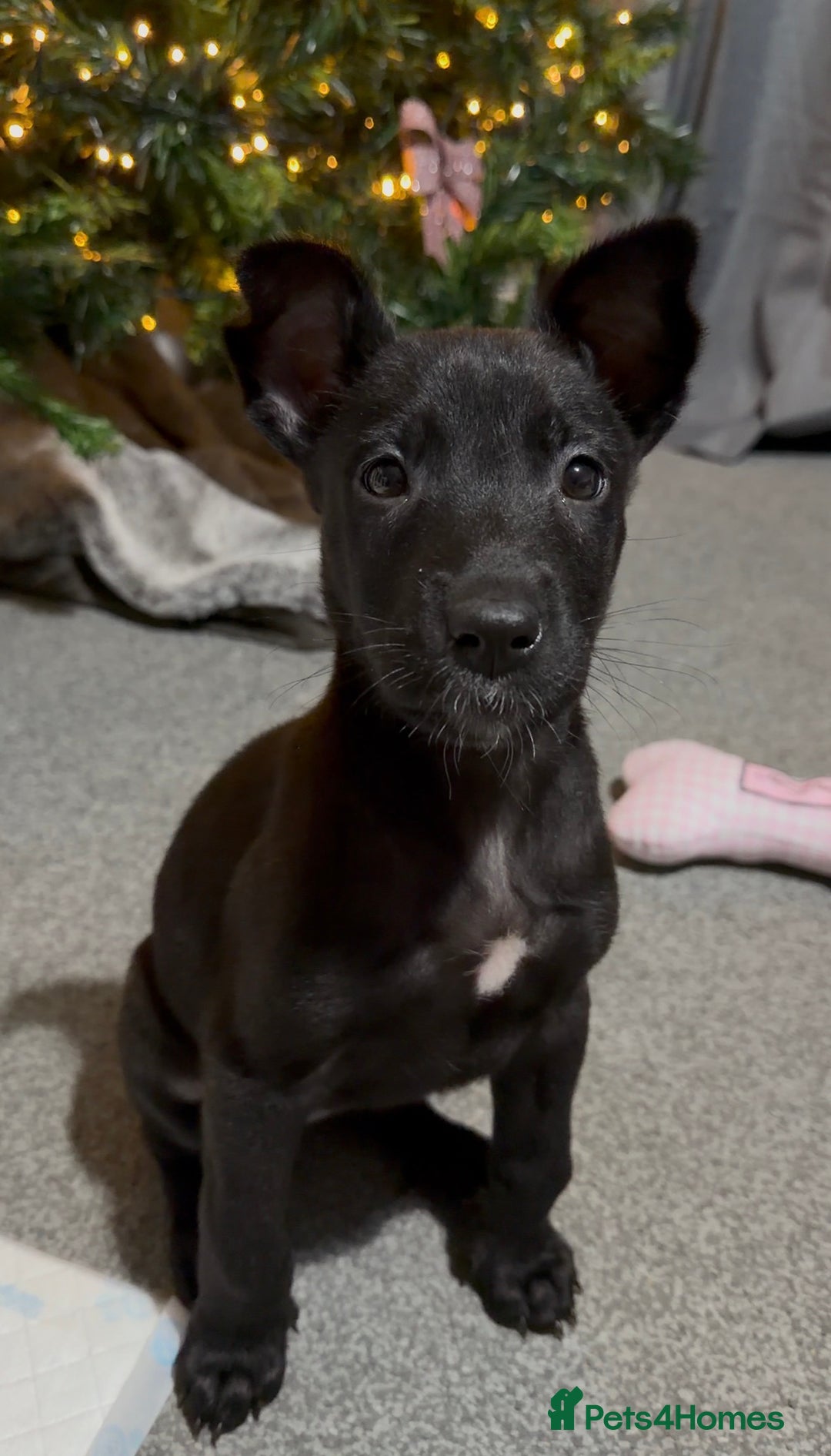 Belgian Shepherd Dog dogs for sale: Belgian malinois 3 month old pup  - Advert 1