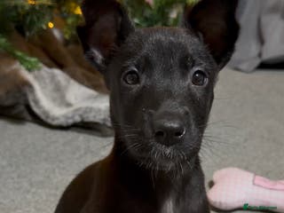 Belgian Shepherd Dog dogs Belgian malinois 3 month old pup - Advert 1