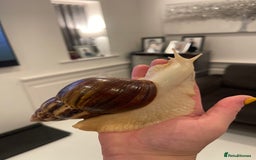 Snails invertebrates for sale: 11 Giant African Land Snails (Achantina Fulica) - Image 5