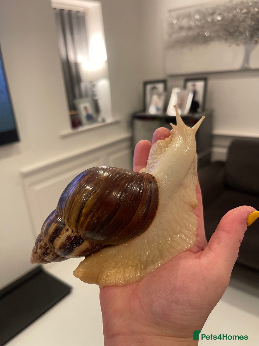 Snails invertebrates for sale: 11 Giant African Land Snails (Achantina Fulica) - Image 5