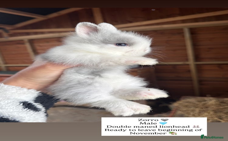 Lionhead rabbits in Burnley - Advert 6