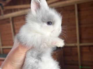 Lionhead rabbits in Burnley - Advert 19