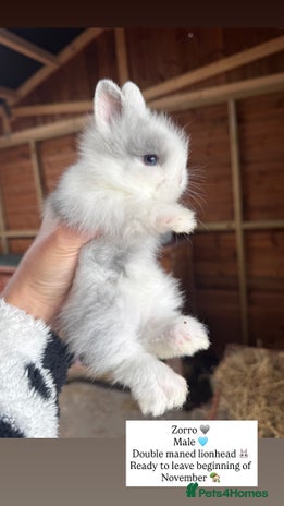 Lionhead rabbits in Burnley - Advert 13