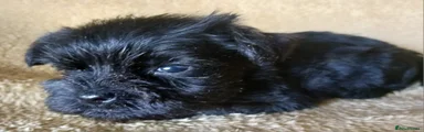 Miniature Schnauzer 5