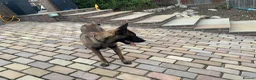 Belgian Shepherd Dog dogs for stud: The one and only Rex in London - Advert 8