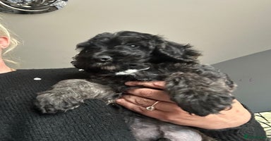 Cockapoo dogs - Advert 8
