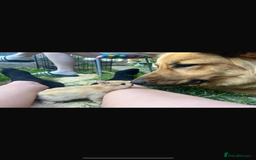 Netherland Dwarf rabbits for sale: Pure neverland dwarfs  - Image 7