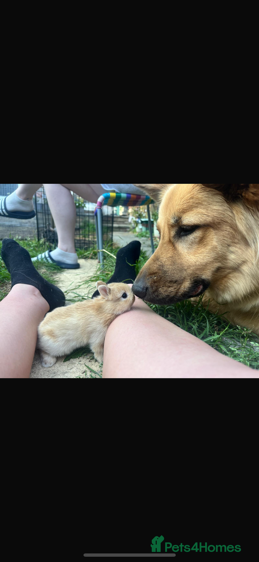 Netherland Dwarf rabbits for sale: Pure neverland dwarfs  - Image 7