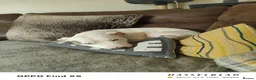 Mixed Breed dogs for sale: Dog for rehoming ASAP  in Longhope - Advert 3