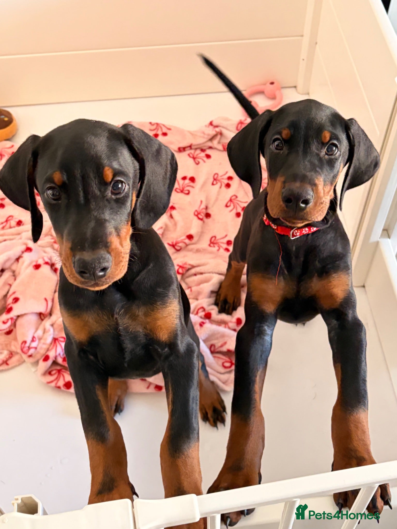 Dobermann dogs 🏡 Ready to Collect | KC Registered Dobermans - Advert 1