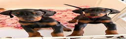 Dobermann dogs for sale: READY TO COLLET NOW | RKC DOBERMAN | CHAMPION LINE - Advert 7