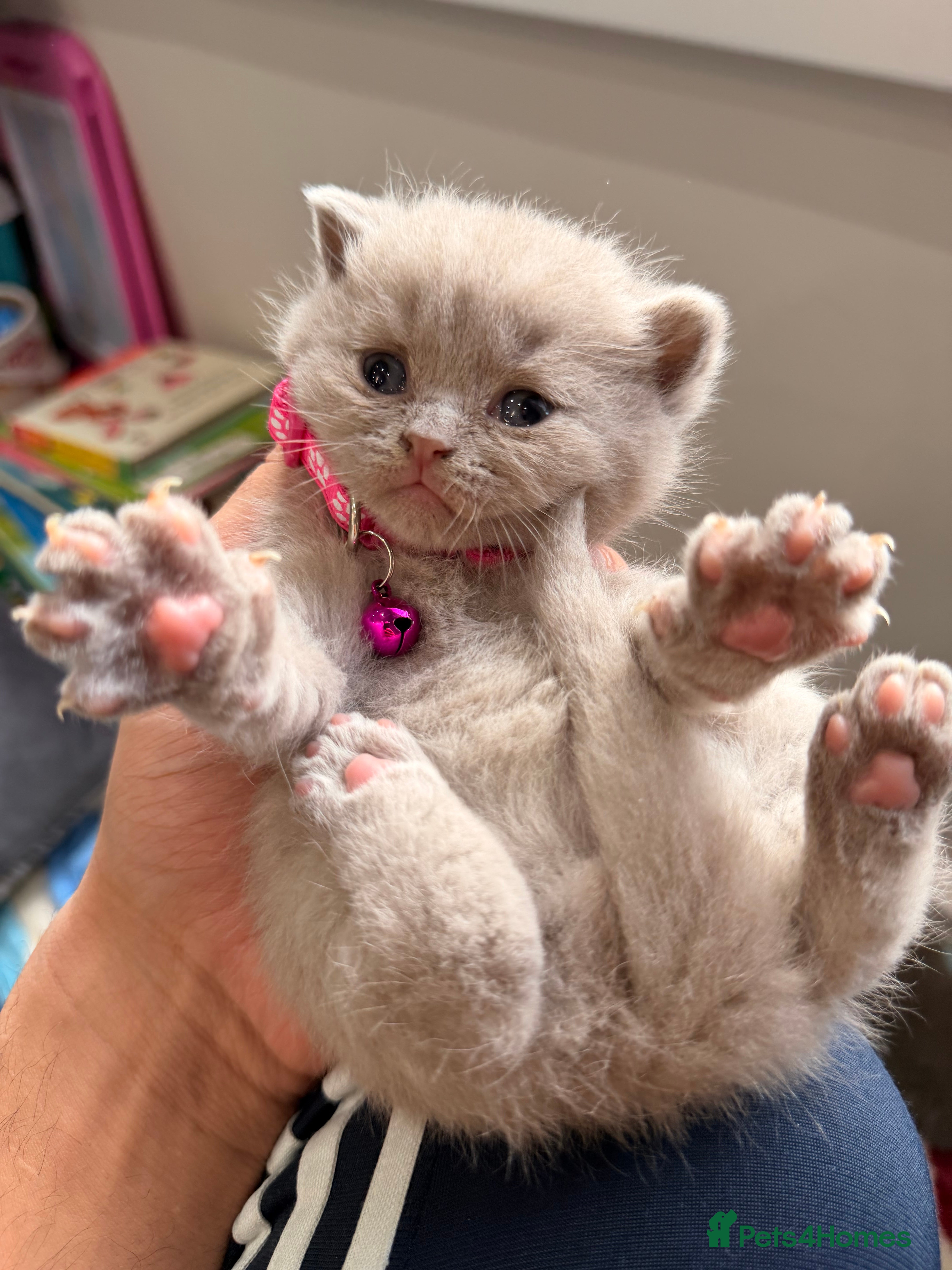 British Shorthair cats Beautiful big British Shorthair Kittens - Advert 3