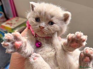 British Shorthair cats Beautiful big British Shorthair Kittens - Advert 2