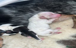Miniature Dachshund dogs for sale: KC registered longhair Piebald puppies  - Image 4