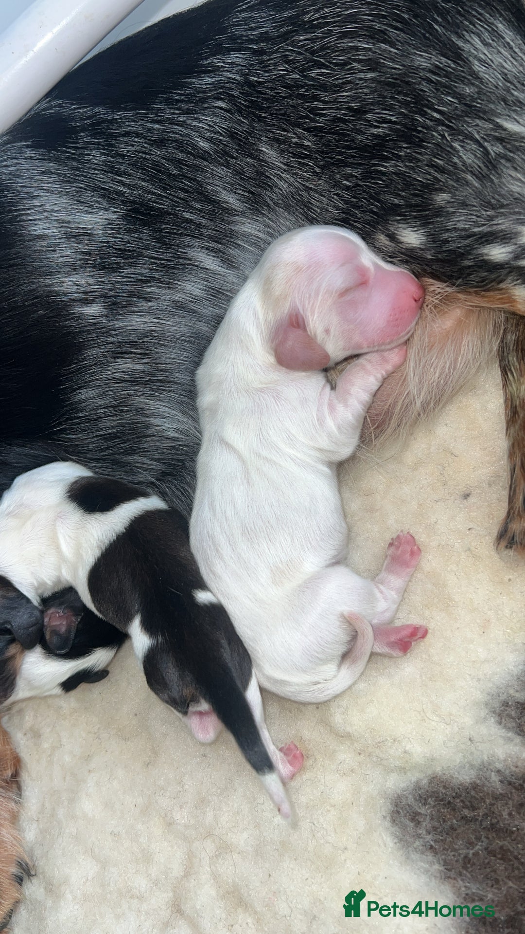 Miniature Dachshund dogs for sale: KC registered longhair Piebald puppies  - Image 4