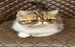 Exotic cats for sale: Beautiful exotic shorthair  - Image 1