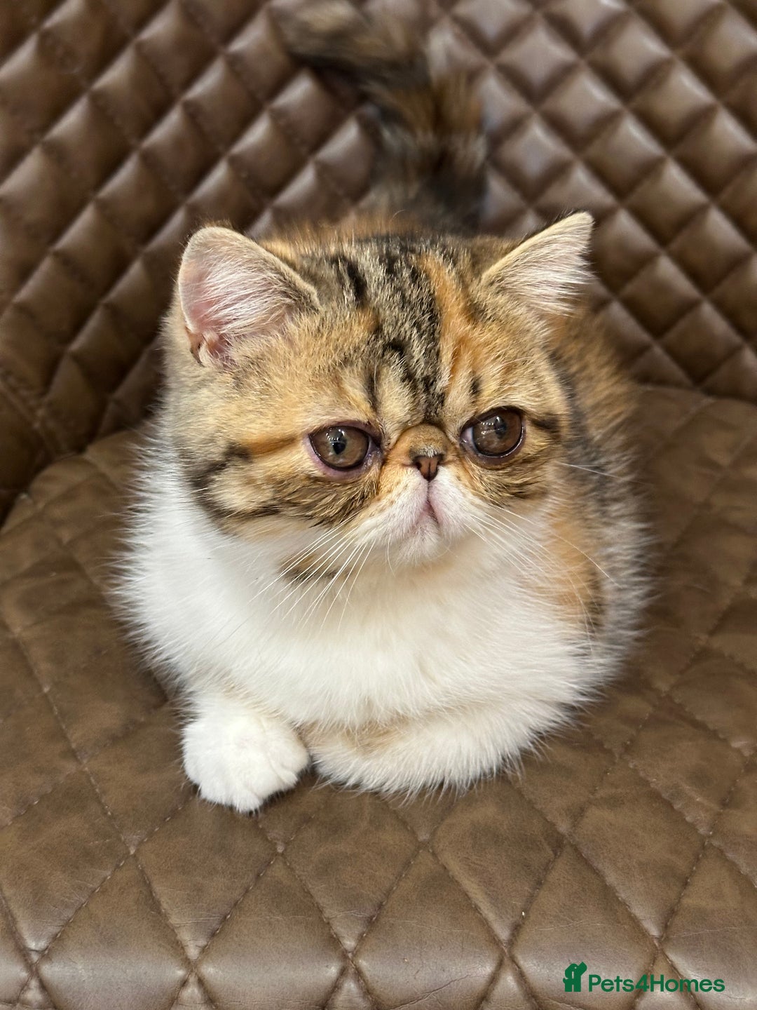 Exotic cats for sale: Beautiful exotic shorthair  - Image 1