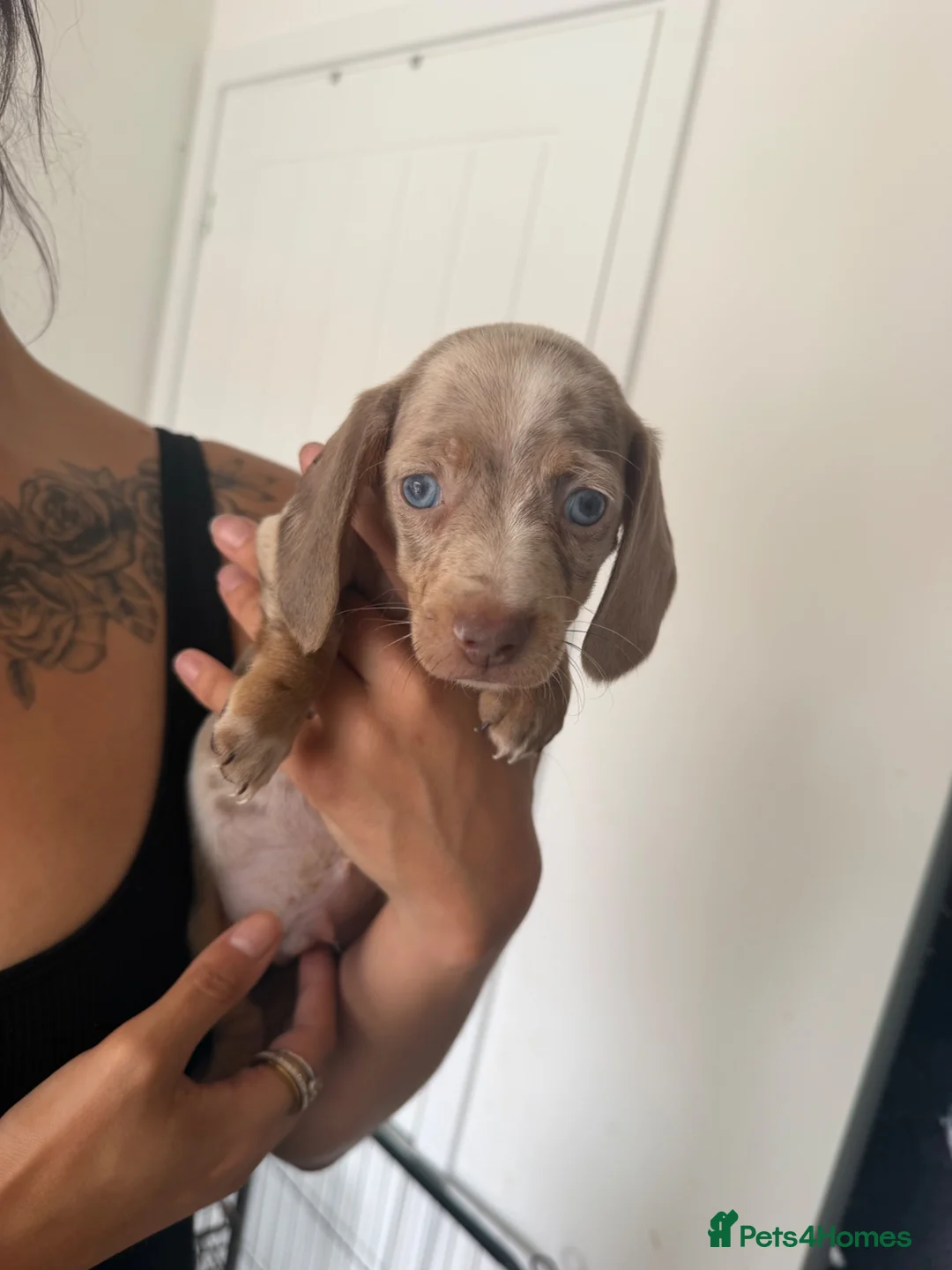 Miniature Dachshund dogs for sale: Fully vaccinated READY NOW Minature Dachshund Pups - Advert 34