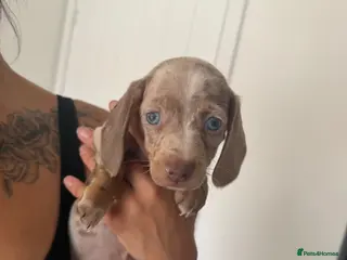 Miniature Dachshund dogs Minature Dachshund Puppies - Advert 16