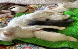 Maine Coon cats for sale: Championship line GCCF Maine Coon kittens  - Image 20