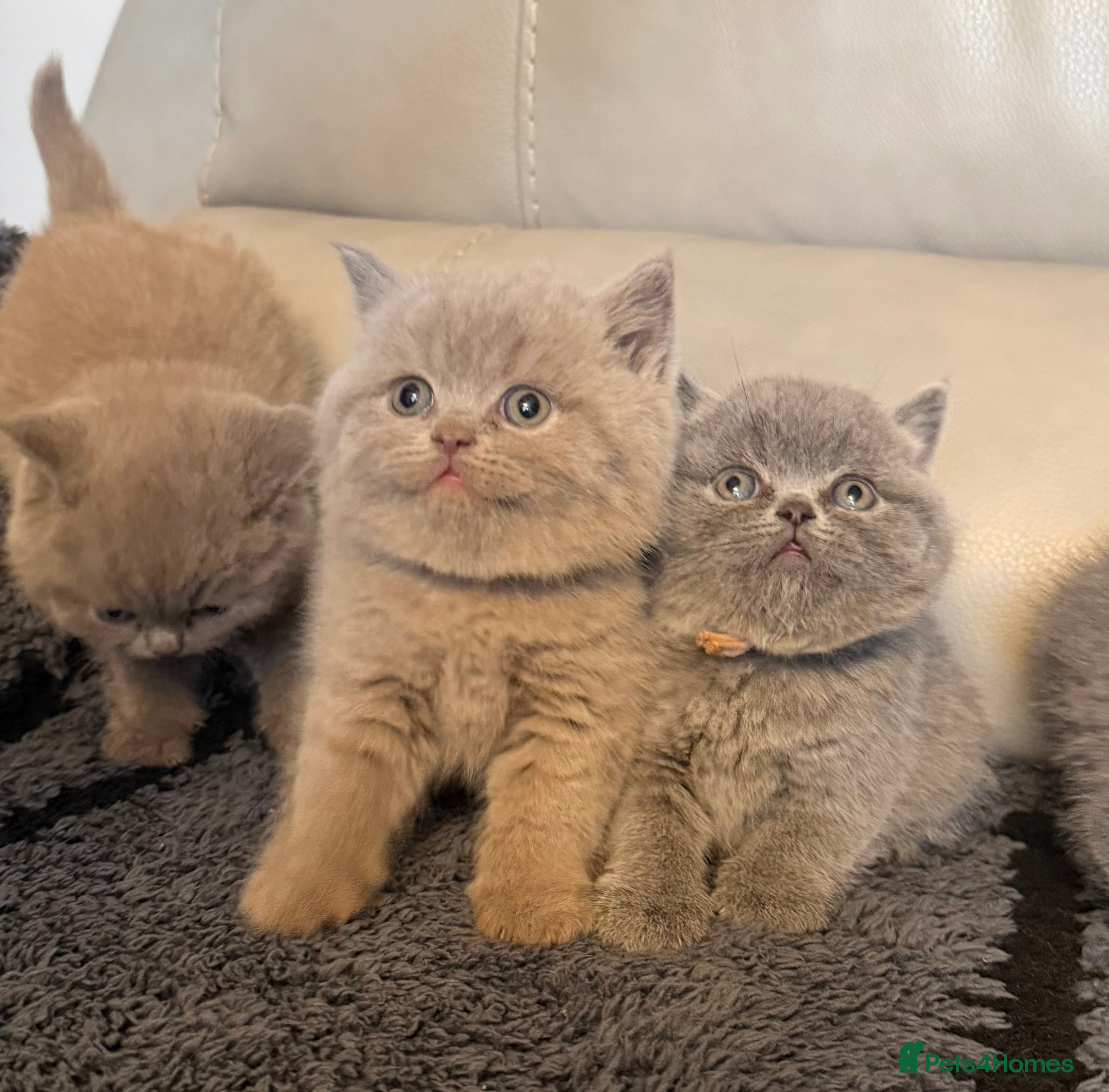 British Shorthair cats British blue shorthair kittens  - Advert 5