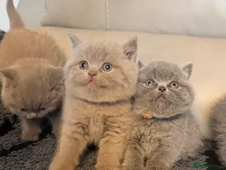 British Shorthair cats British blue shorthair kittens - Advert 5